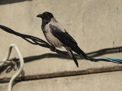 Corvus cornix cornix