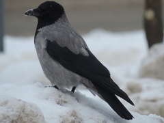 Corvus cornix cornix