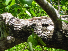 Plestiodon laticeps image