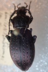 Carabus albrechti albrechti
