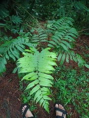 Pleocnemia irregularis