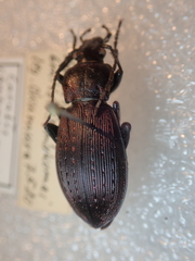 Carabus albrechti albrechti
