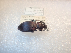Carabus albrechti albrechti