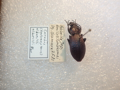 Carabus albrechti albrechti