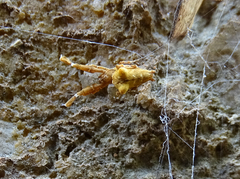 Uloborus plumipes