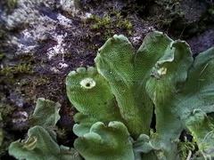Marchantia paleacea