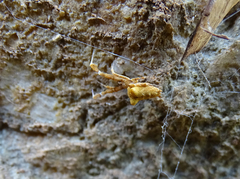 Uloborus plumipes