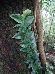 Rhaphidophora