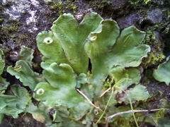 Marchantia paleacea