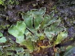 Marchantia paleacea