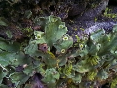 Marchantia paleacea