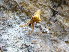 Uloborus plumipes