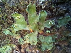Marchantia paleacea