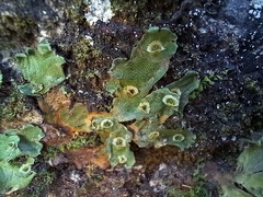 Marchantia paleacea