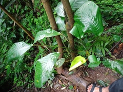 Rhaphidophora