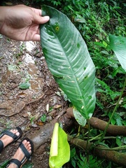 Rhaphidophora