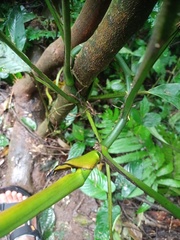 Rhaphidophora