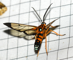 Pheia