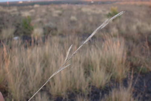 Image of Brachypodium phoenicoides by (c) Thomas Gyselinck, some rights reserved (CC BY)