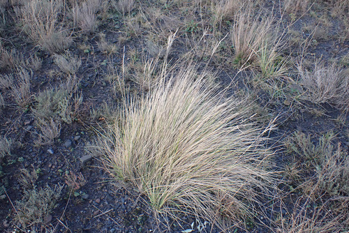 Image of Brachypodium phoenicoides by (c) Thomas Gyselinck, some rights reserved (CC BY)