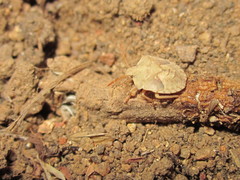 Acledra dimidiaticollis