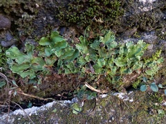 Marchantia paleacea