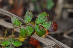 Rosa foliolosa