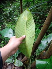 Rhaphidophora