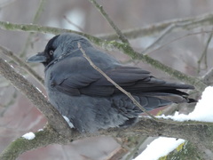 Corvus monedula soemmerringii