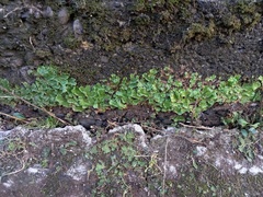 Marchantia paleacea