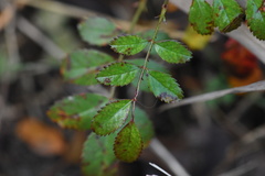 Rosa foliolosa