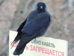 Corvus monedula soemmerringii