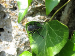 Otiorhynchus vehemens