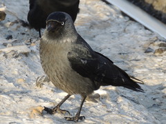 Corvus monedula soemmerringii