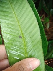 Diplazium xiphophyllum
