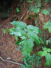 Diplazium bantamense