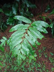 Diplazium xiphophyllum