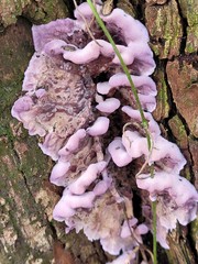 Chondrostereum purpureum