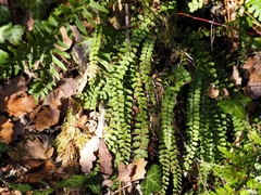 Asplenium trichomanes trichomanes