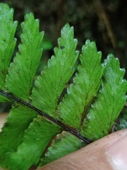 Hymenasplenium obscurum