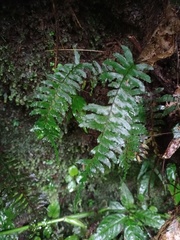 Hymenasplenium obscurum