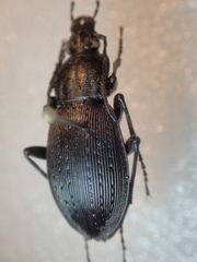 Carabus albrechti albrechti