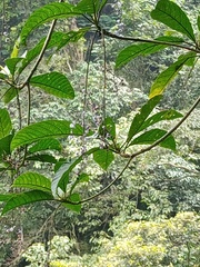Dendrocnide