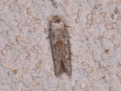 Hypatopa punctiferella