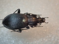 Carabus albrechti albrechti