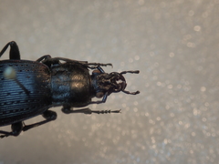 Carabus albrechti albrechti
