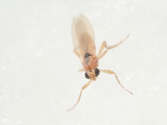 Lonchoptera scutellata