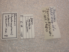 Carabus albrechti albrechti