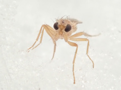 Lonchoptera scutellata