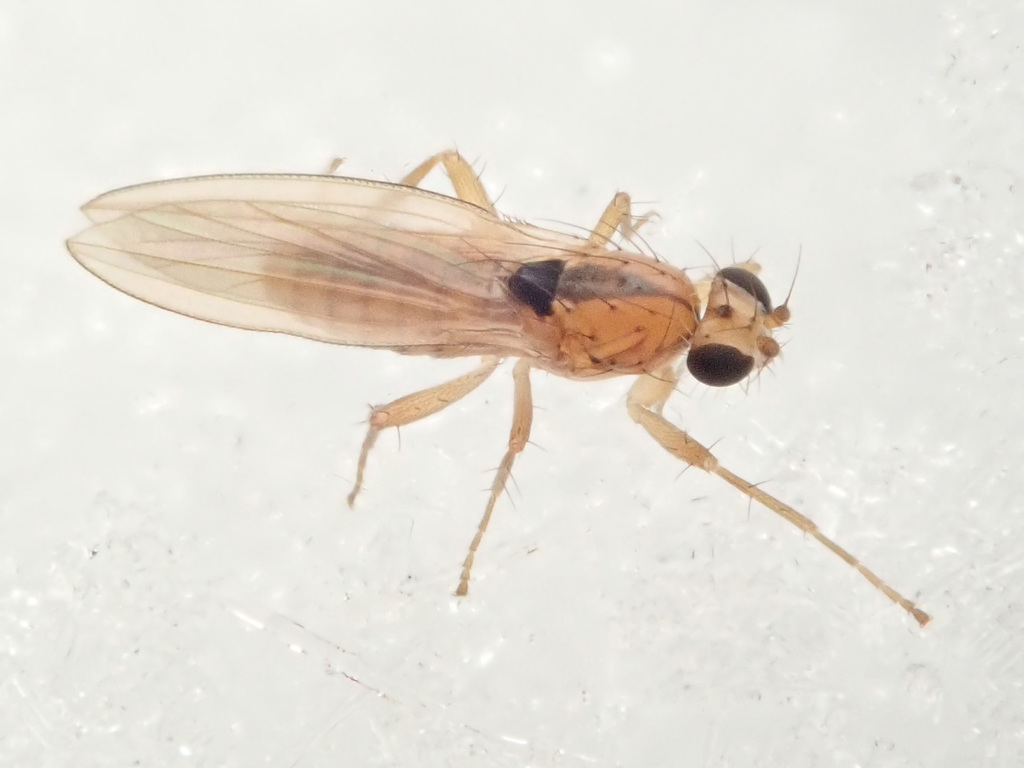 Lonchoptera scutellata